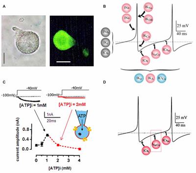 Modulation of Low-Voltage-Activated Inward Current Permeable to Sodium and Calcium by DARPP-32 Drives Spontaneous Firing of Insect Octopaminergic Neurosecretory Cells